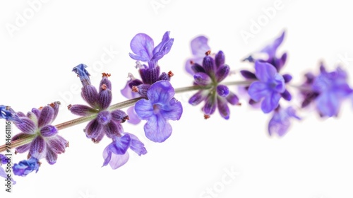 Lavender bloom bouquet isolated on white background wallpaper