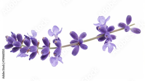 Lavender bloom bouquet isolated on white background wallpaper