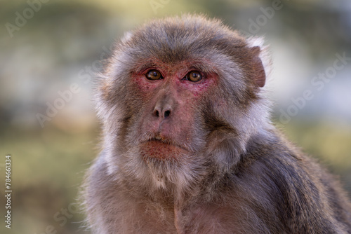 Rhesus Macaque - Macaca mulatta, portrait of beautiful popular primate endemic in Central and Eastern Asian forests and woodland, Shimla, India.