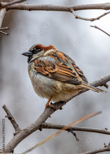 Photography House Sparrow (Passer domesticus) - Found worldwide