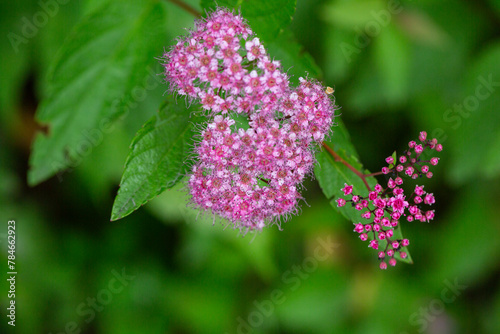 Blooming Spiraea japonica  anthony waterer  in summer garden. Pink cluster flowers