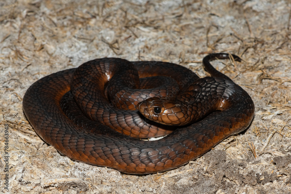 Obraz premium A highly venomous Anchieta’s Cobra (Naja anchietae) active in the wild during dusk