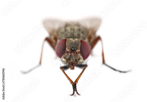 Housefly insect, Musca domestica, isolated on white, clipping