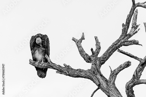Photos Hooded Vulture pruning feathers on old dead tree black and white landscape, sava