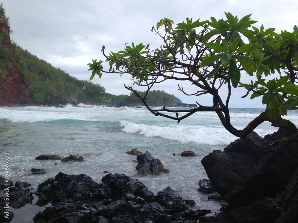 tree with an ocean view