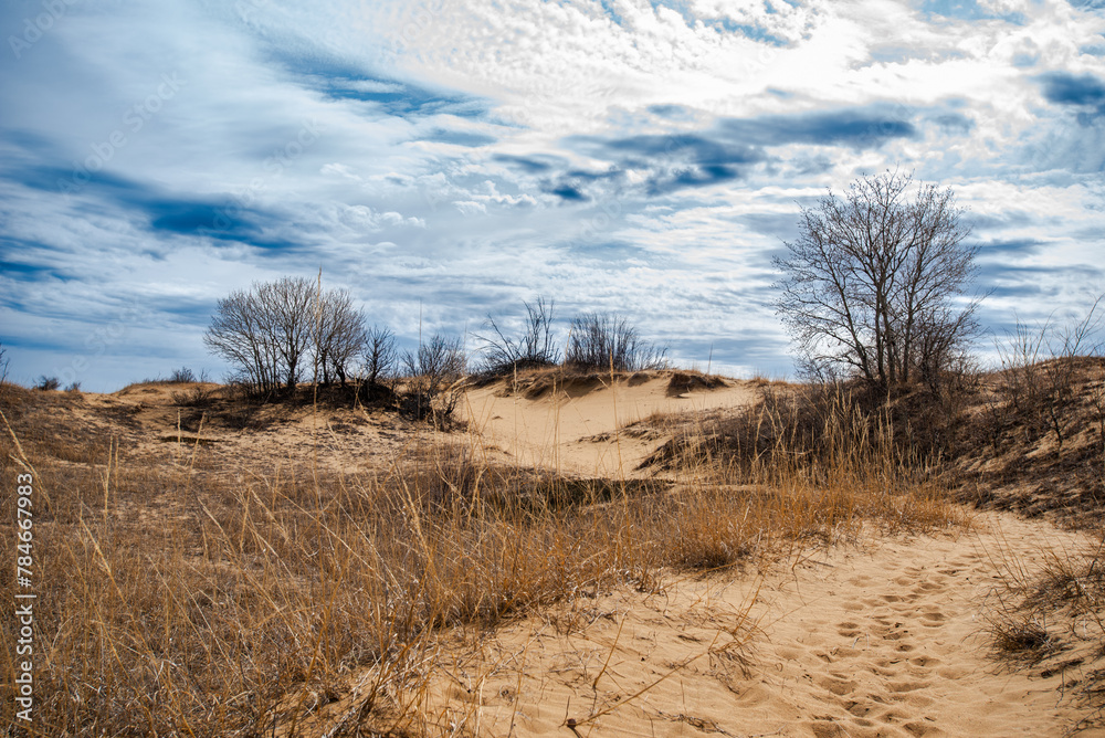 tree in the desert