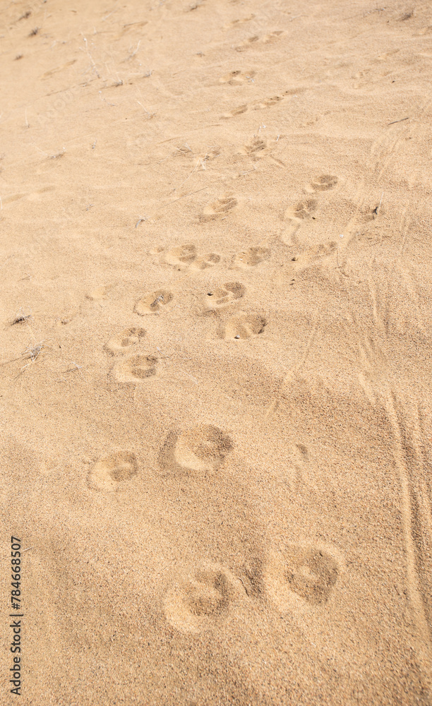 Animal tracks in sand Animal tracks in sand