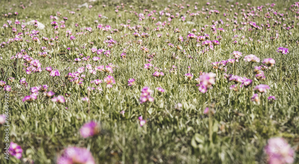 Purple and pink flowers in bright green grass in the mountains, in macro on a clearing in the morning, for a nature background in macro Purple and pink flowers in bright green grass in the mountains, in macro on a clearing in the morning, for a nature background in macro