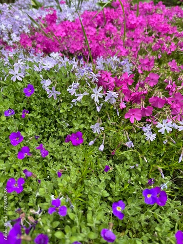 bright colorful flowers in the park on a spring day