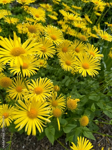 bright yellow flowers in the park on a spring day