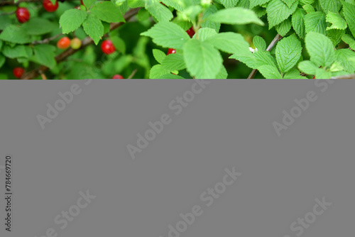 Prunus tomentosa - woody plant, species of the genus Prunus