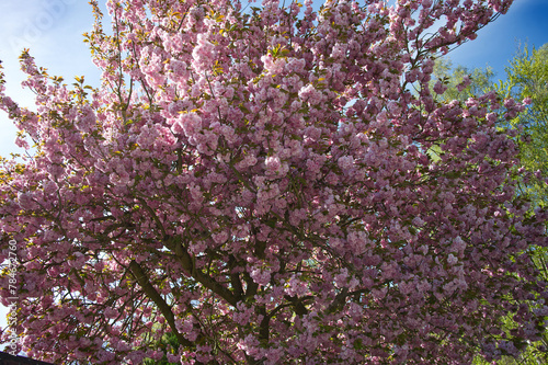 Japanese cherry blossom bloom time