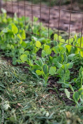 Gemüsebeet mit Rasenschnitt mulchen, Gartenarbeit, Selbstversorgung

