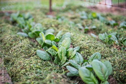 Wallpaper Mural Gemüsebeet mit Rasenschnitt mulchen, Gartenarbeit, Selbstversorgung
 Torontodigital.ca