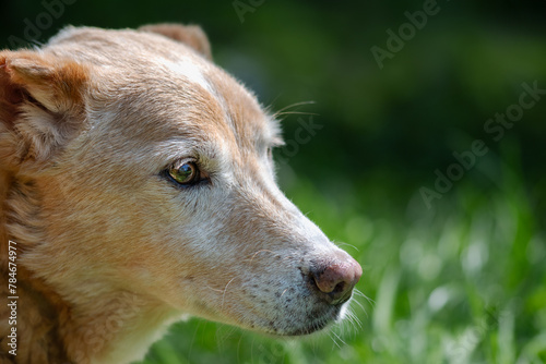 Cute old rescued mongrel dog