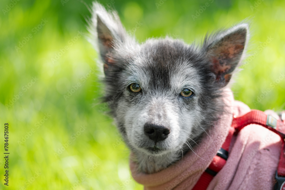 Cute old rescued mongrel dog Cute old rescued mongrel dog