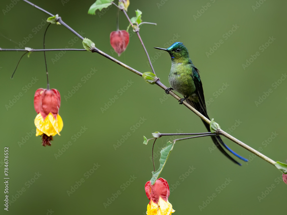 Fototapeta premium Long-tailed Sylph Hummingbird on tree branch on green background 