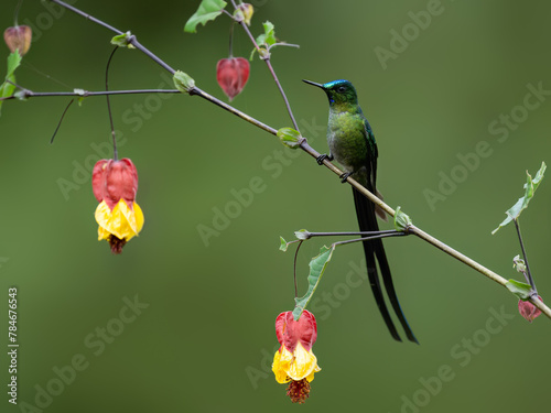 Long-tailed Sylph Hummingbird on tree branch on green background  photo