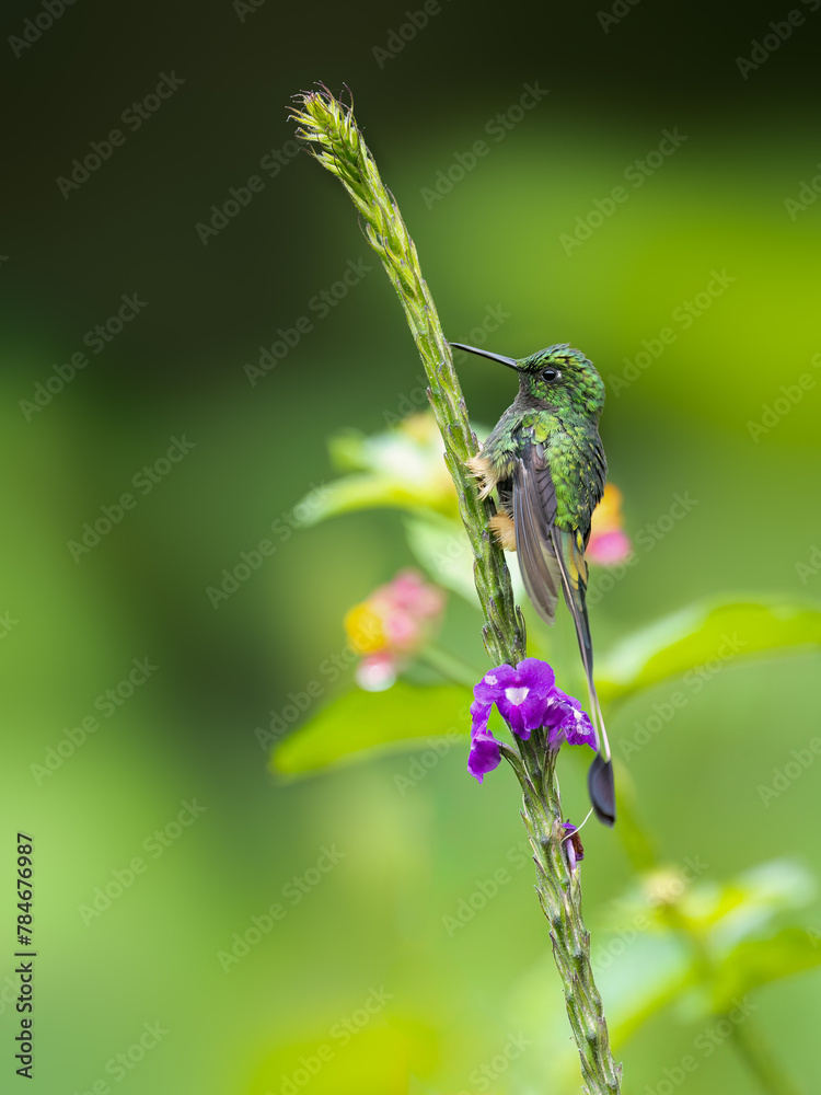 Fototapeta premium Peruvian-booted Racket-tail Hummingbird on plant's stem on green background 