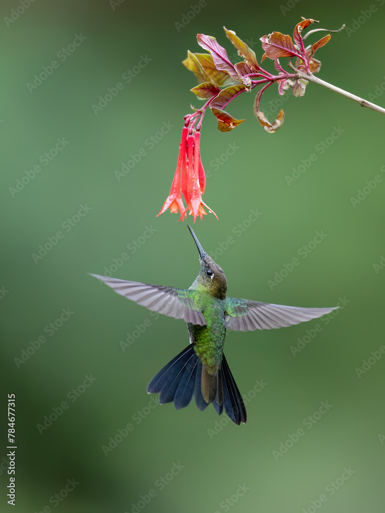 Fototapeta premium Violet-fronted Brilliant Hummingbird in flight collecting nectar from red flower on green background