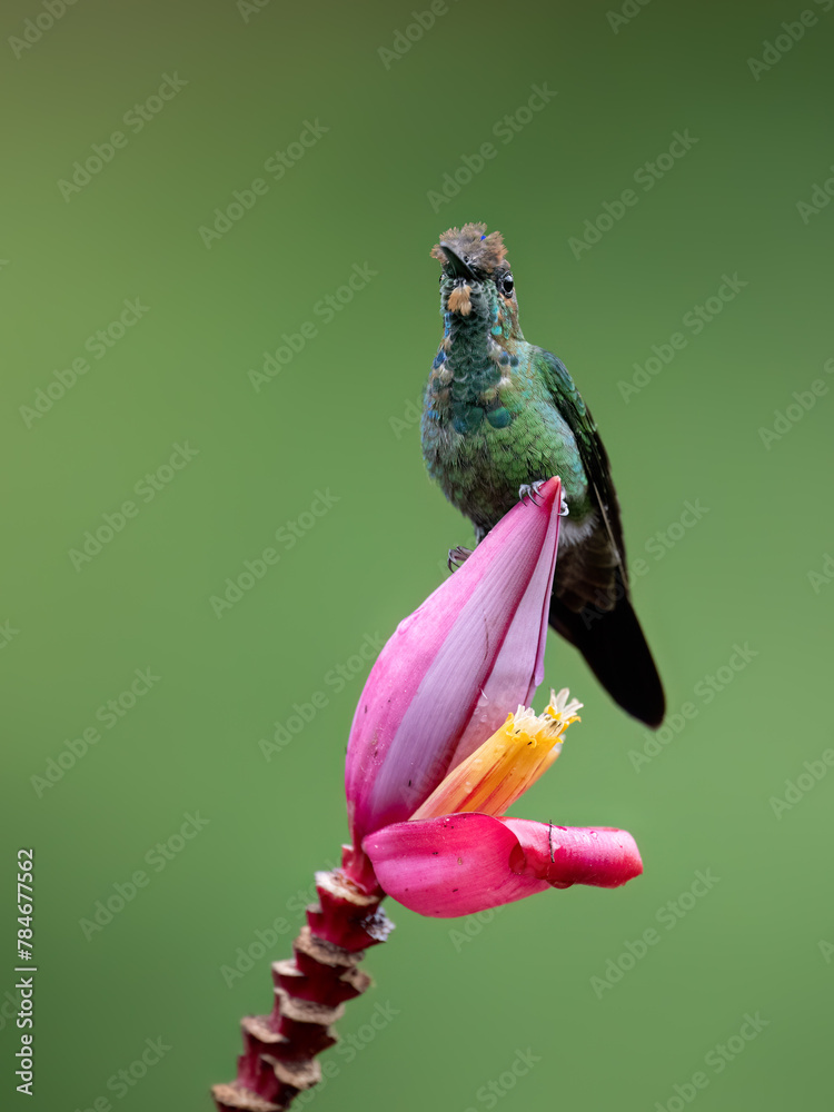 Fototapeta premium Violet-fronted Brilliant Hummingbird collecting nectar from pink flower on green background