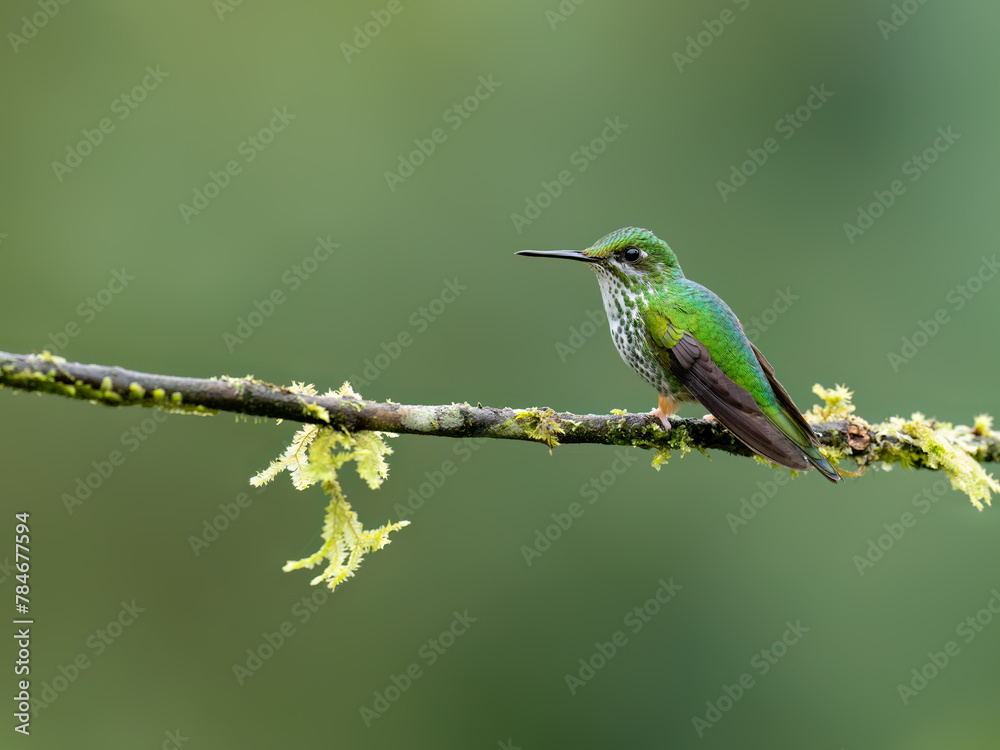Fototapeta premium Peruvian-booted Racket-tail Hummingbird on mossy stick on green background