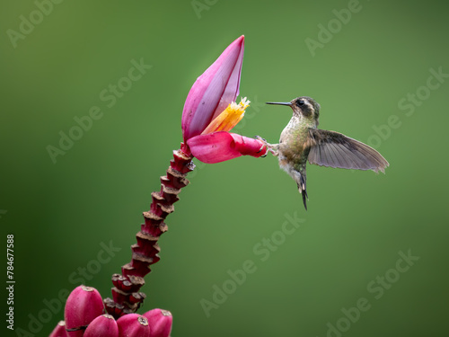 Speckled Hummingbird collecting nectar from pink flower on green background photo