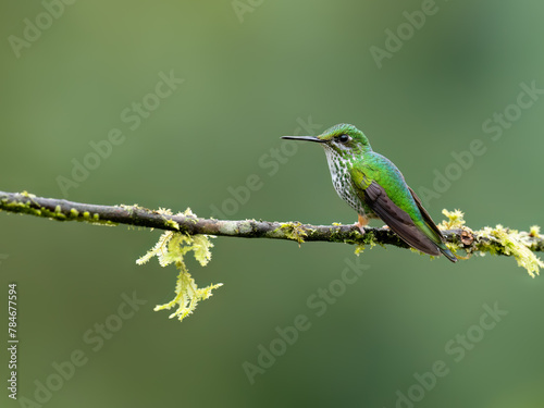 Peruvian-booted Racket-tail Hummingbird on mossy stick on green background