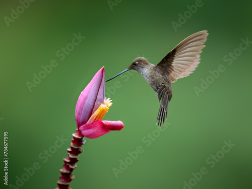 Bronzy Inca Hummingbird in flight collecting nectar from pink flower on green background photo