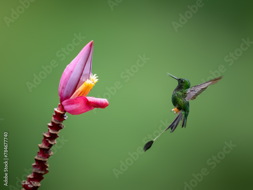Peruvian-booted Racket-tail Hummingbird in flight collecting nectar from pink flower on green background © FotoRequest