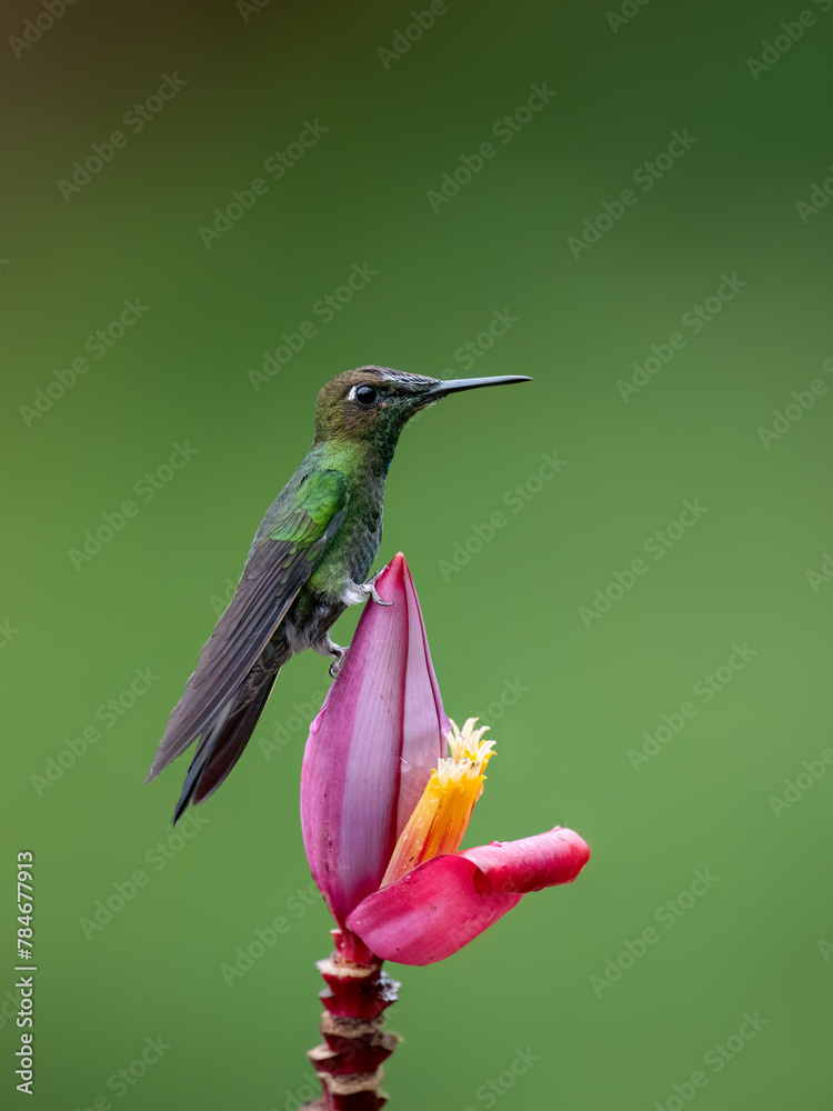 Fototapeta premium Violet-fronted Brilliant Hummingbird sitting on purple flower on green background