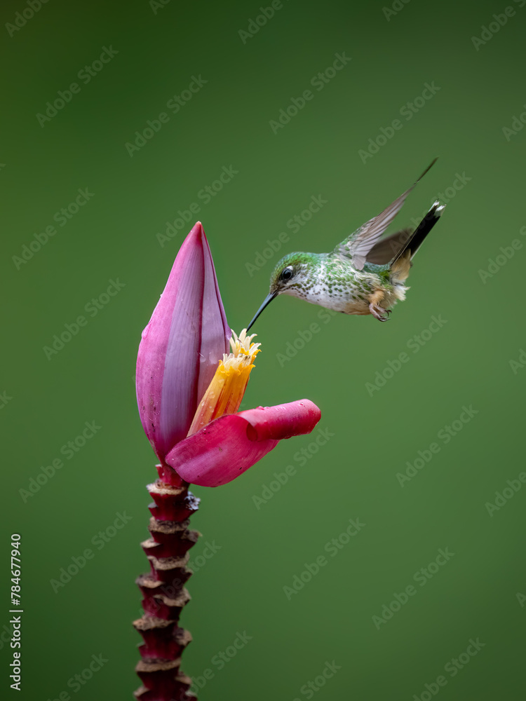 Fototapeta premium Speckled Hummingbird in flight collecting nectar from pink flower on green background