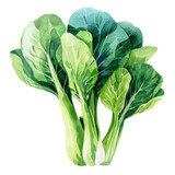 vegetable - Bok choy (Brassica rapa, variety chinensis). If harvested young, the plants are often sold as “baby bok choy”