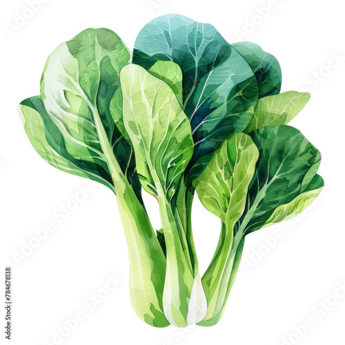 vegetable - Bok choy (Brassica rapa, variety chinensis). If harvested young, the plants are often sold as “baby bok choy” photo