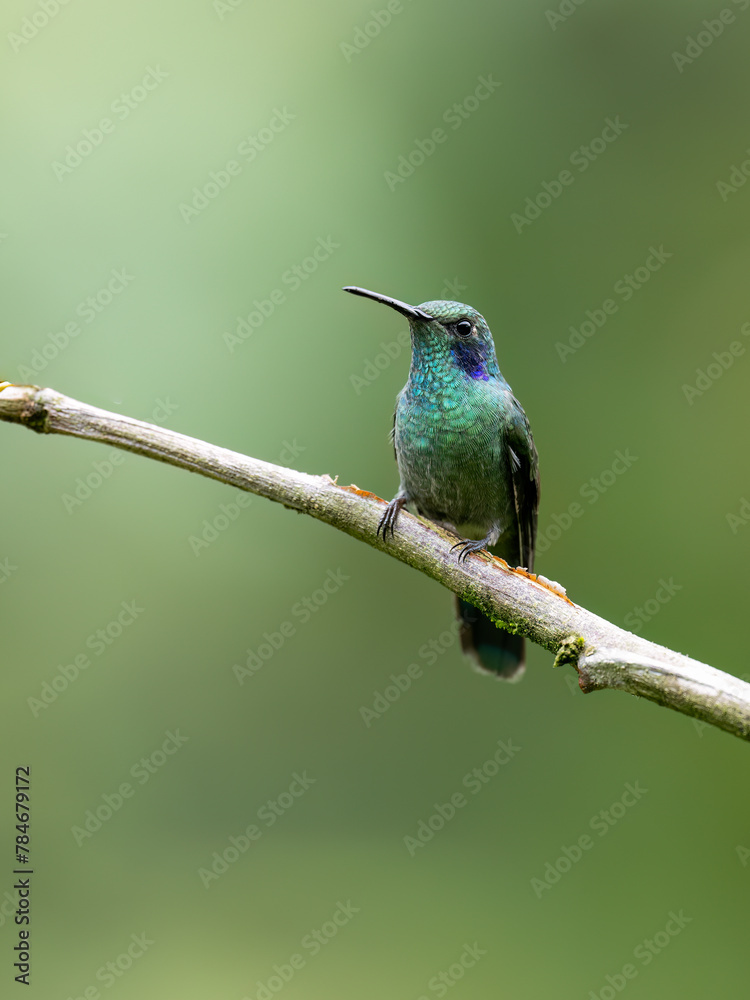 Fototapeta premium Sparkling Violetear Hummingbird on stick on green background 