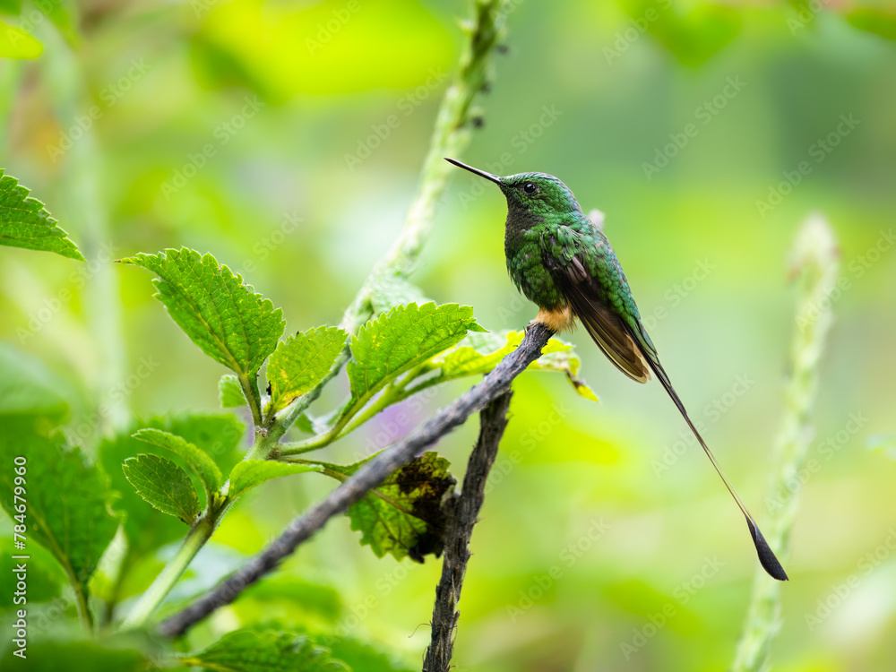 Obraz premium Peruvian-booted Racket-tail on stick against green background