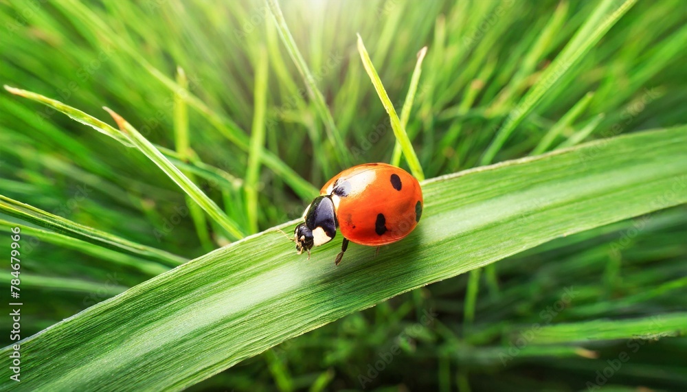 ladybug, insect, ladybird, nature, bug ladybug, insect, ladybird, nature, bug