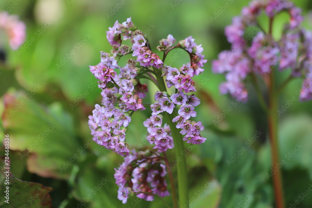 Elephants ears with large, glossy leaves and many purple flowers. Bergenia crassifolia, cordifolia. Elephants ears with large, glossy leaves and many purple flowers. Bergenia crassifolia, cordifolia.