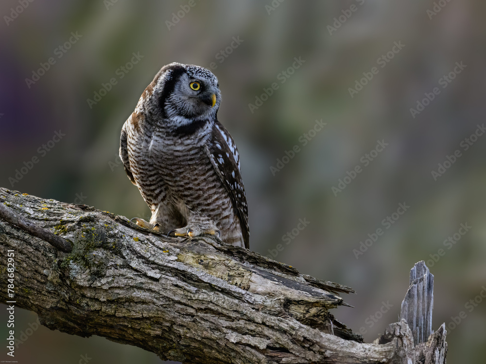 Fototapeta premium Northern Hawk Owl on tree branch against gray brown blur background
