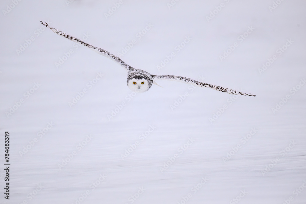 Fototapeta premium Female Snowy Owl in flight over farmer's field covered in snow 