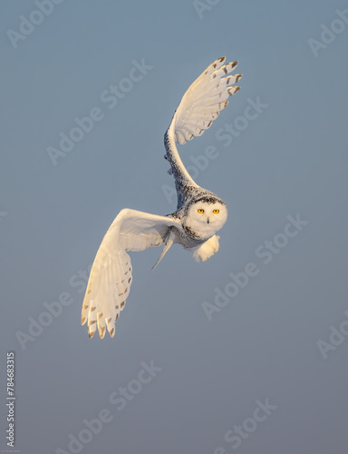 Female Snowy Owl in flight on blue sky