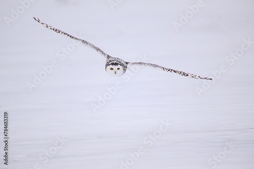 Female Snowy Owl in flight over farmer's field covered in snow 