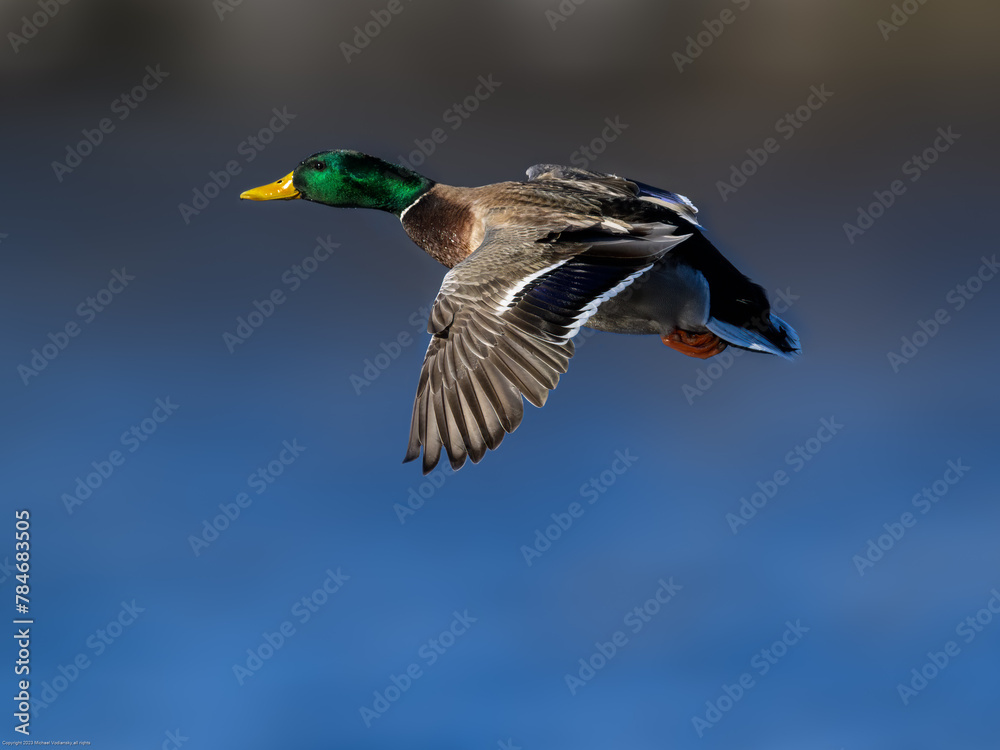 Obraz premium Male mallard in flight against brown blue background