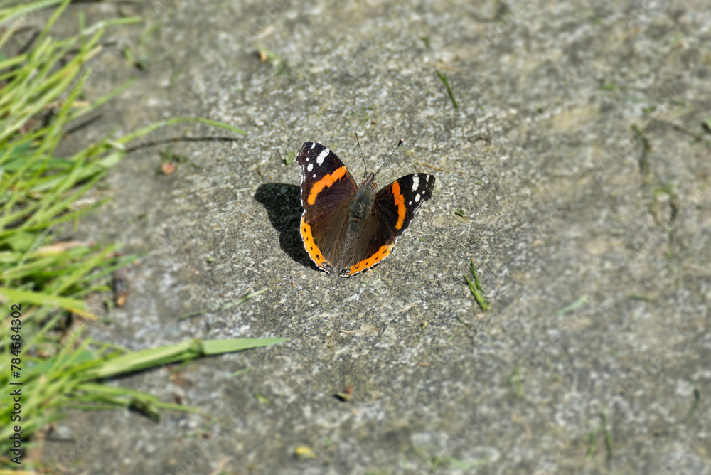 Red admiral butterfly (Vanessa Atalanta) sitting on stone path in Zurich, Switzerland Red admiral butterfly (Vanessa Atalanta) sitting on stone path in Zurich, Switzerland