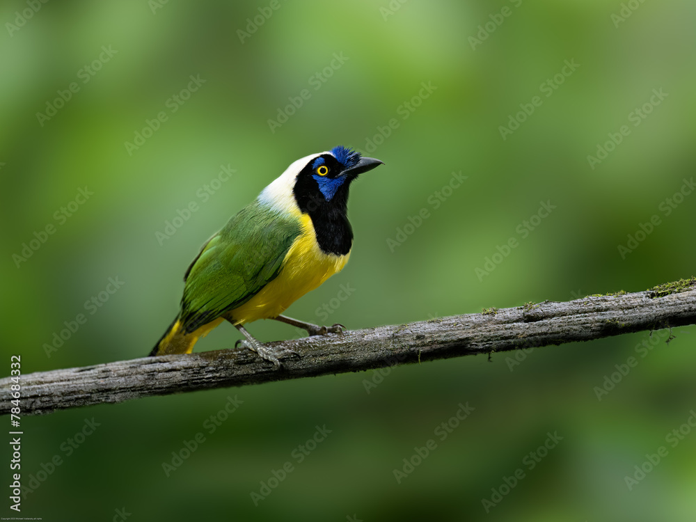Naklejka premium Inca Jay on mossy tree branch against dark green background