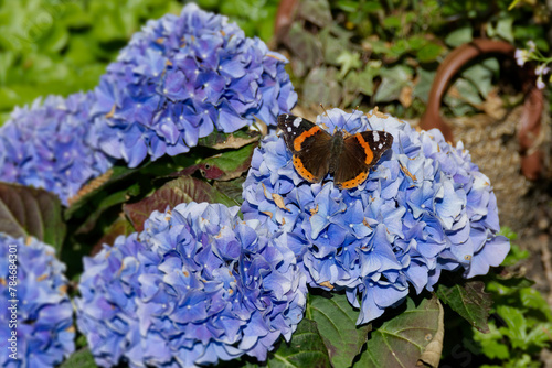 Red admiral butterfly (Vanessa Atalanta) perched on blue flower in Zurich, Switzerland