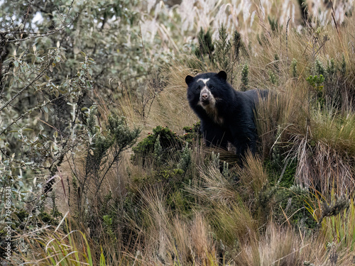 The Spectacled bear in the mountain   of Ecuador