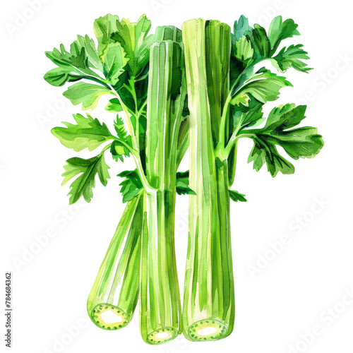 vegetable - Celery is also known for its high water content, which makes it hydrating and refreshing. photo