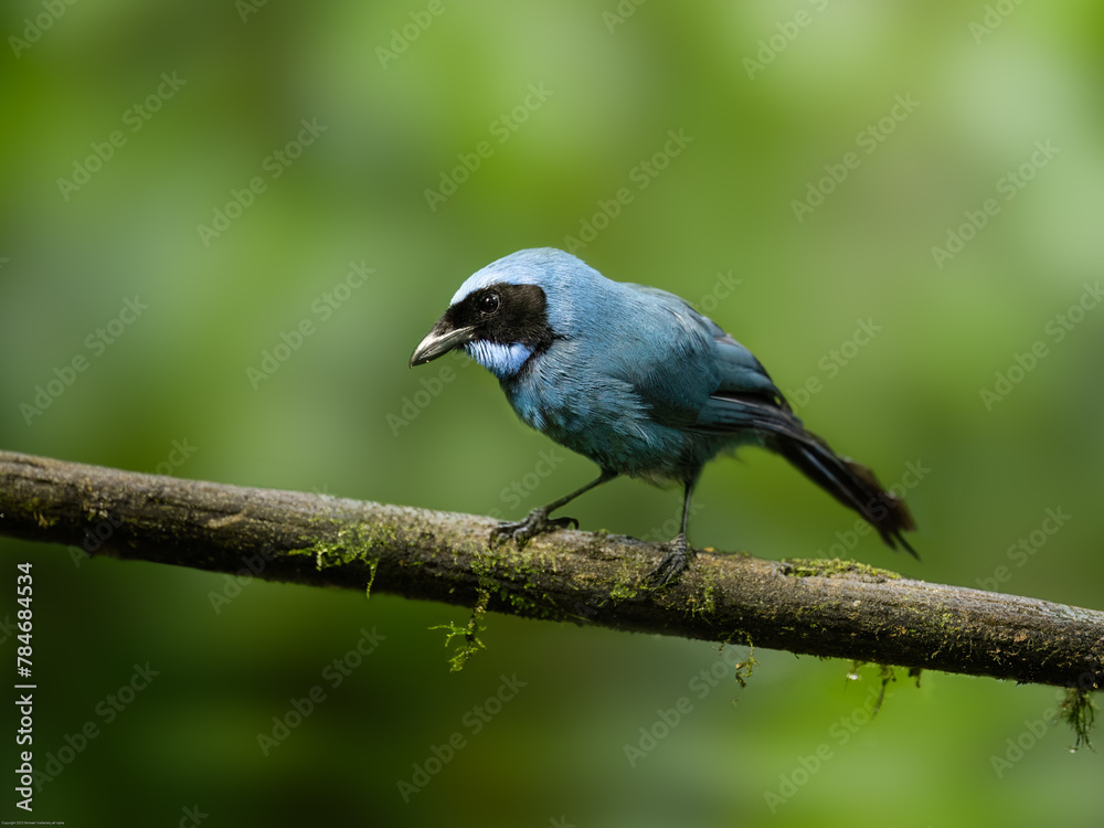 Inca Jay on mossy tree branch against dark green background