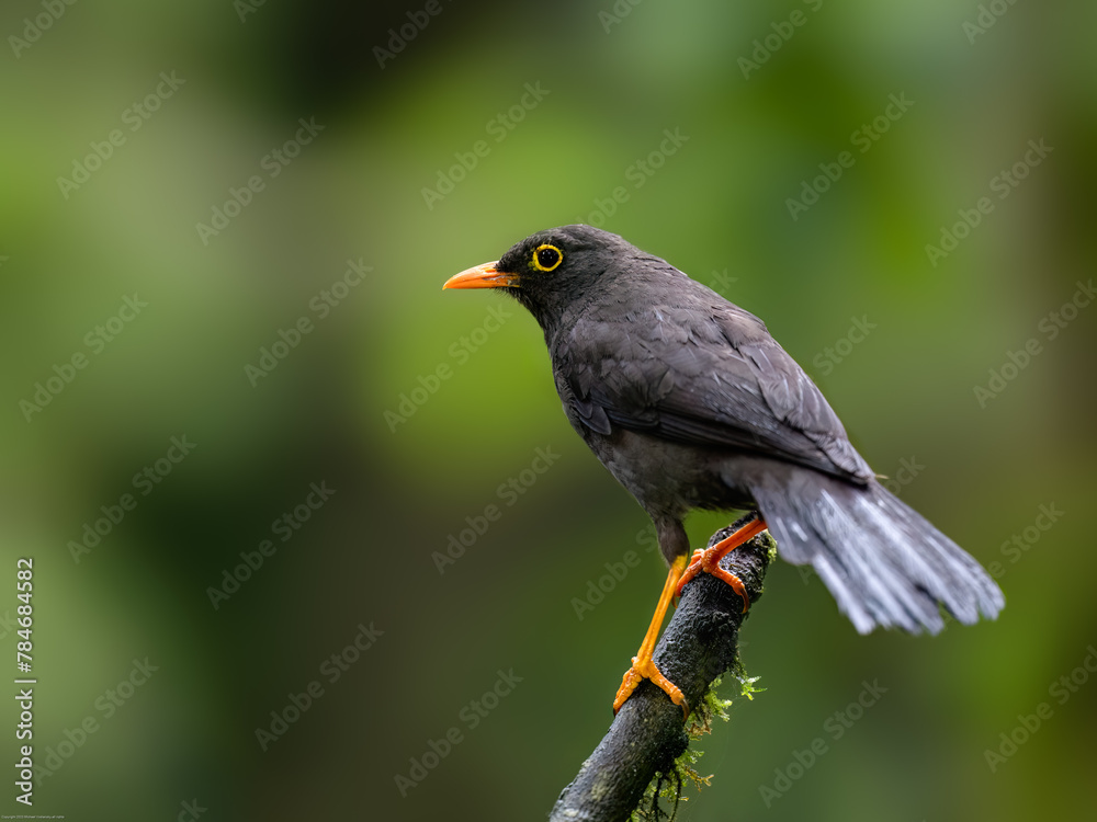 Great Thrush on mossy stick against green background Great Thrush on mossy stick against green background